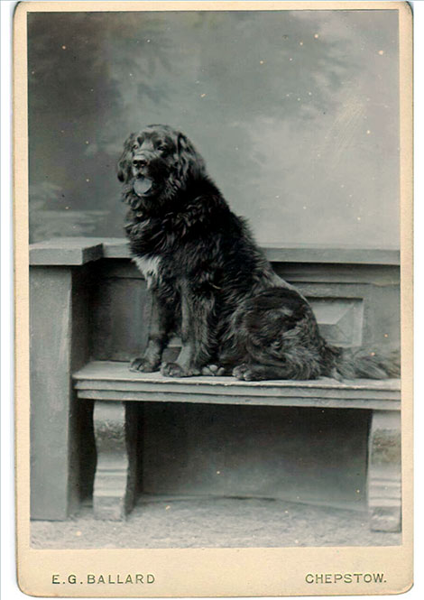 The Child family dog ‘Smut’, taken around 1903. 